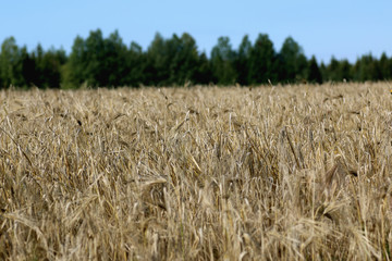 ears of barley in the wind