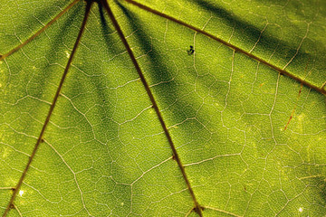 tree leaf macro texture