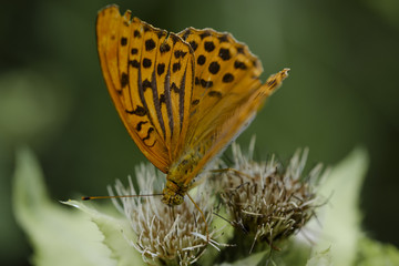 Sucking the pollen