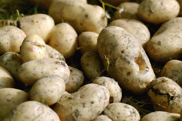 potato tubers in the ground