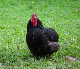 Black Cock on grass 