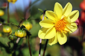 yellow flower close up