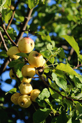 apples on the tree