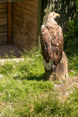 eagle