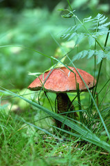 boletus edulis