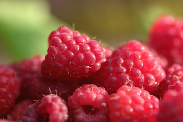 raspberry on a green leaf