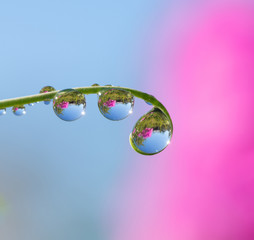 Dew drops close up 