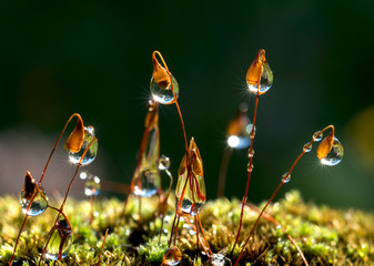 Closeup moss and the sun rays in drops.  - Powered by Adobe