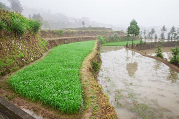 Fototapeta na wymiar Rice fields on terraced in surice
