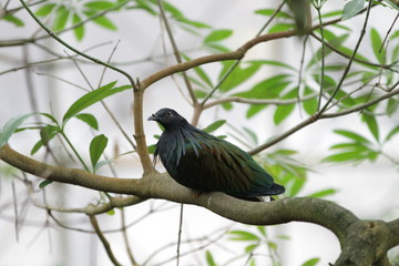 Tiergarten Schönbrunn