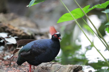 Tiergarten Schönbrunn
