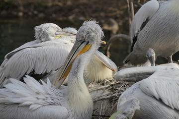 Tiergarten Schönbrunn