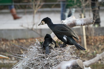 Tiergarten Schönbrunn