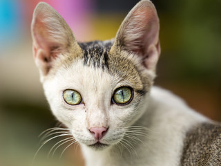 Portrait of a stray cat