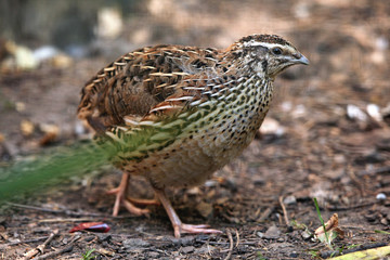 Japanese quail (Coturnix japonica).