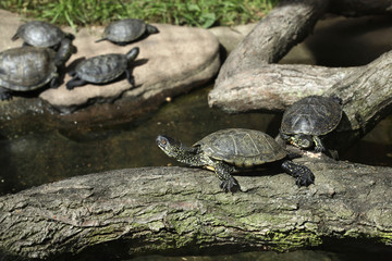 European pond turtle (Emys orbicularis).