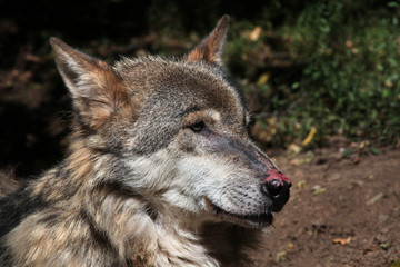 Naklejka na ściany i meble Eurasian wolf (Canis lupus lupus).