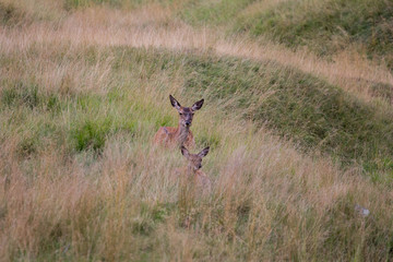 Deer