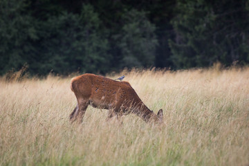 Fototapeta premium Deer