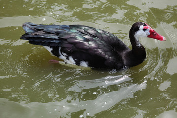 Spur-winged goose (Plectropterus gambensis).