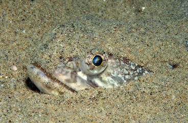 pesce lucertola nascosto di profilo
