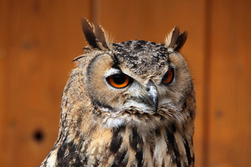 Indian eagle-owl (Bubo bengalensis).