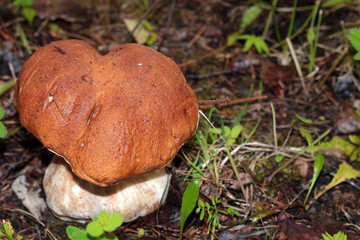 collect porcini mushrooms in nature