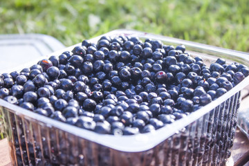 Blueberries vaccinium myrtillus