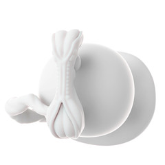 medically accurate illustration of a fetus week 5