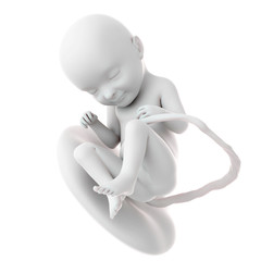 medically accurate illustration of a fetus week 33