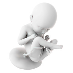 medically accurate illustration of a fetus week 35
