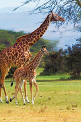 Giraffes in Naivasha park