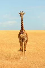 Fototapeten Giraffe in Masai Mara © ivanmateev