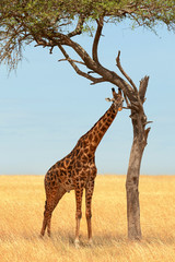 Giraffe in Masai Mara - obrazy, fototapety, plakaty