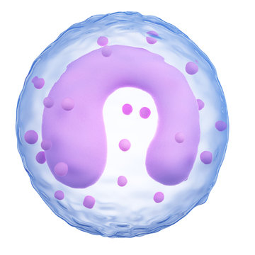 medically accurate illustration of a monocyte