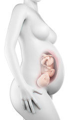medically accurate illustration of a pregnant woman - week 40