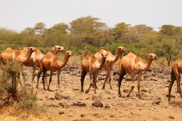 Camels, Amboseli