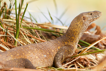 Water monitor lizard, Baringo Lake