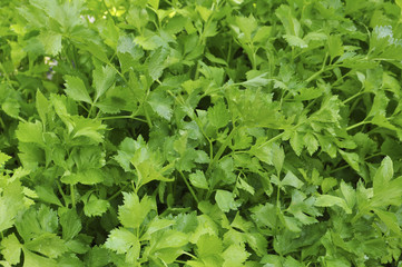 Celery