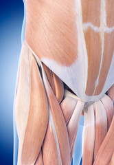 medically accurate illustration of the hip muscles