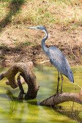 Grey heron, Kenya