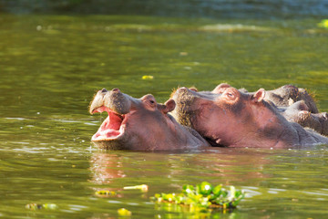 Hippopotamus, Lake Naivasha