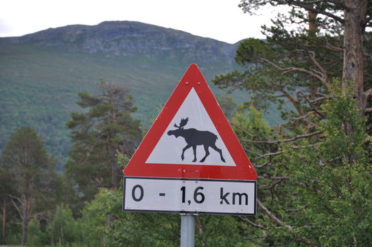 Verkehrszeichen Warnschild Elch Norwegen