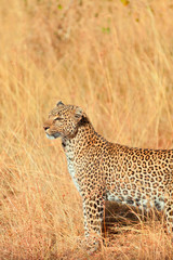 Female leopard in Masai Mara