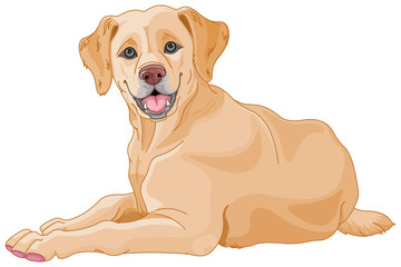 Labrador