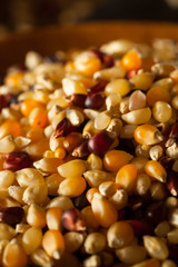 Raw Organic Multi Colored Calico Popcorn