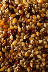 Raw Organic Multi Colored Calico Popcorn