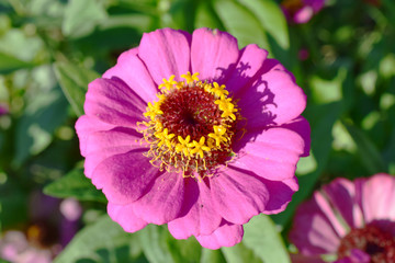 Obraz premium ピンク色の百日草の花