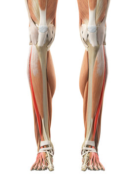 medically accurate illustration of the extensor digitorum longus