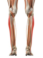 medically accurate illustration of the peroneus longus